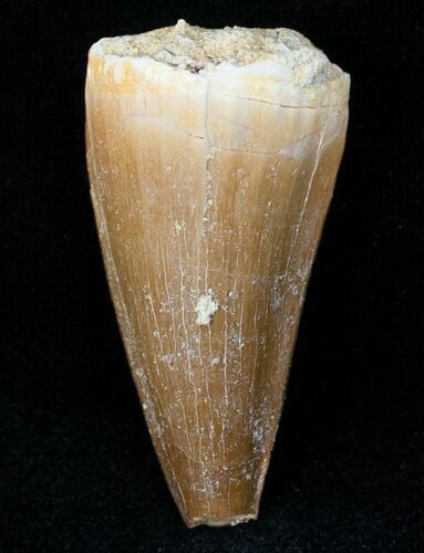 Fossil Mosasaurus Tooth #12442